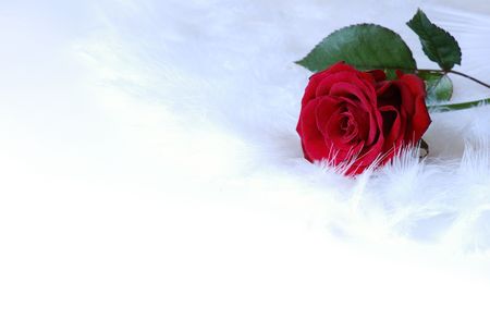 background with roseの写真素材