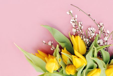 tulips on pink backgroundの写真素材