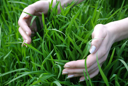 spring grassの写真素材