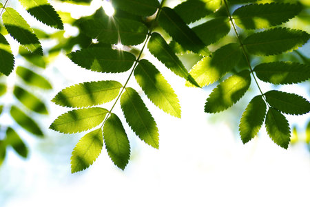 ray of sunの写真素材