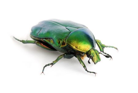green beetleの写真素材