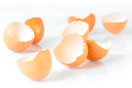 egg's shell