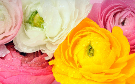 beautiful flowers close-up