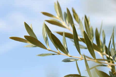 olive branch