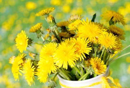 bunch of dandelionsの写真素材