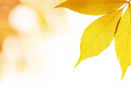 autumnal leavesの写真素材