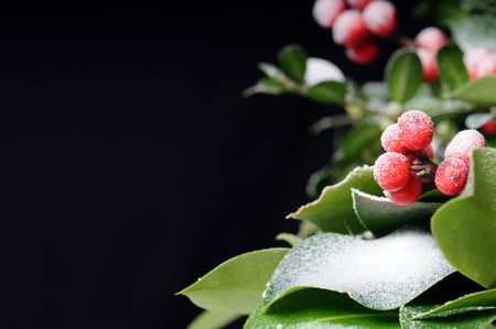holly with snow on blackの写真素材