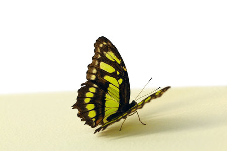 beautiful butterflyの写真素材