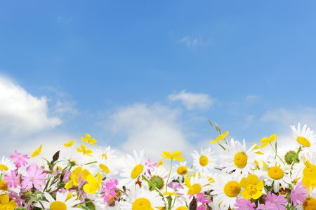 beautiful meadowの写真素材