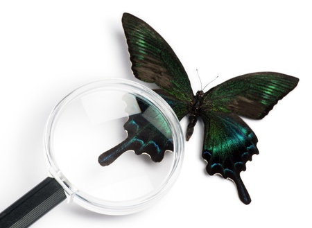 examining the butterflyの写真素材