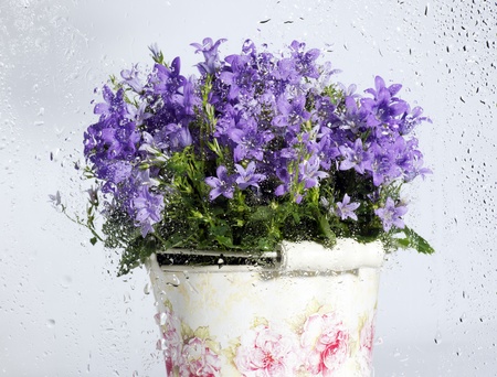 freshnessの写真素材