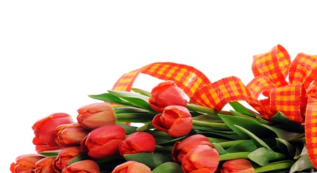 red tulipsの写真素材