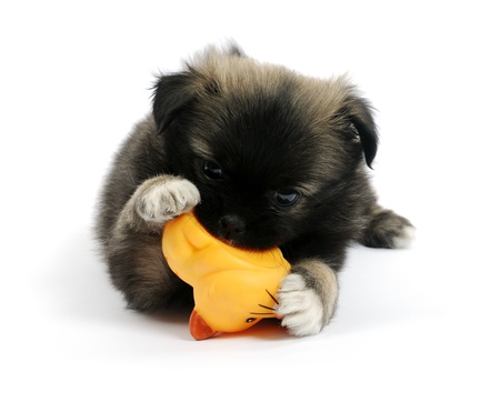 playful puppyの写真素材