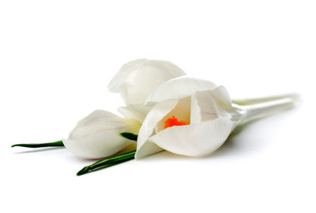 white crocusesの写真素材