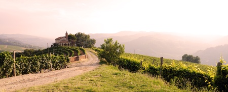 landscape with vineyards and churchの写真素材