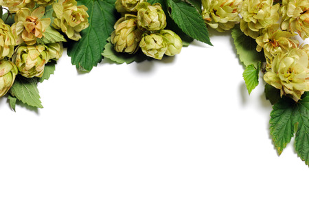 frame of hop twigsの写真素材