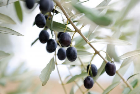 olive branchの写真素材