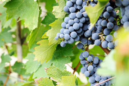 ripe grape close up