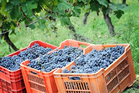 harvesting grape