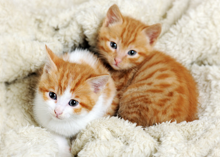 cute kittensの写真素材