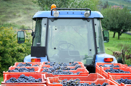 harvesting grapeの写真素材