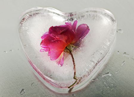 frozen roseの写真素材