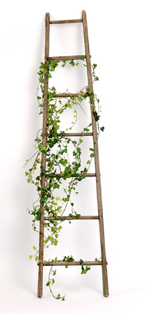 old ladder decorated with ivy twigsの写真素材