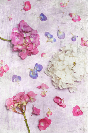 arrangement with hydrangea flowersの写真素材