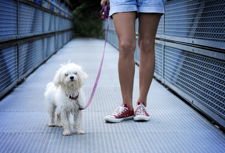 cute dog after long walkの写真素材