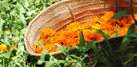 basket with flowers of calendulaの写真素材