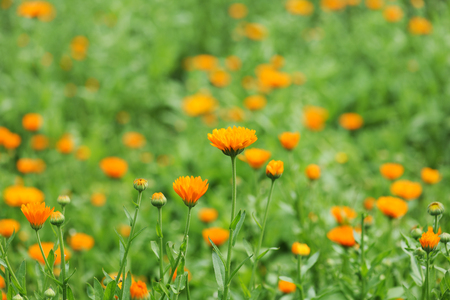 field of calendulaの写真素材