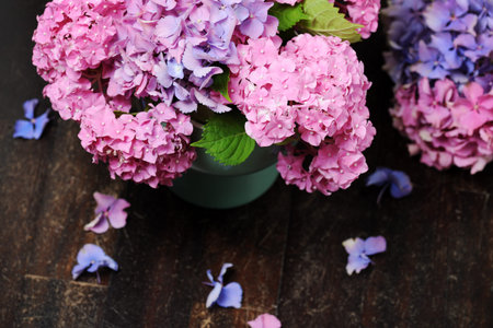 beautiful hydrangea flowers