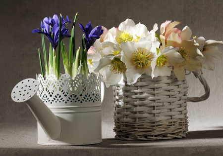 spring flowersの写真素材