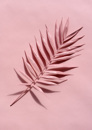 pink palm twig on a pink backgroundの写真素材