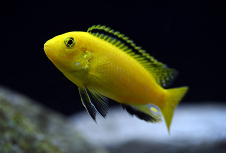 african cichlid Labidochromis caeruleusの写真素材