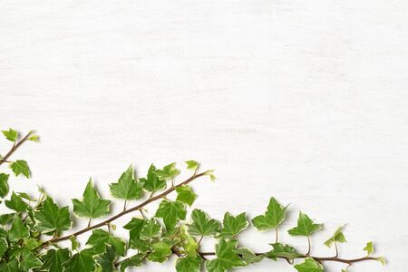 ivy twigs on white textured backgroundの写真素材