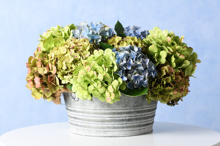 bouquet of hydrangea flowers on blue background
