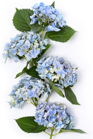 Arrangement of beautiful blue hydrangea flowers