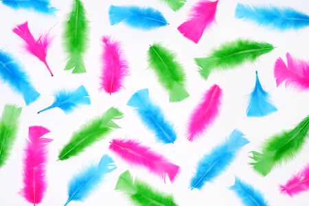 Colorful feathers on white backgroundの写真素材