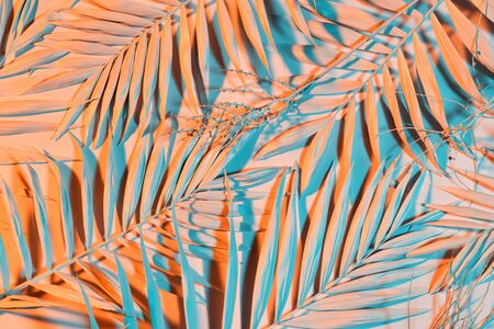 Abstract composition of pastel colored palm leavesの写真素材