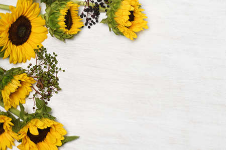 Frame of sunflowers on white backgroundの写真素材
