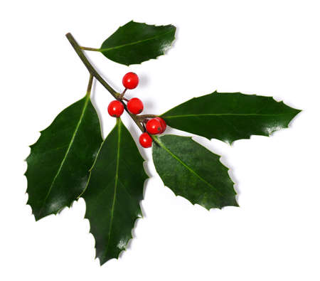 Holly berry branch on white backgroundの写真素材