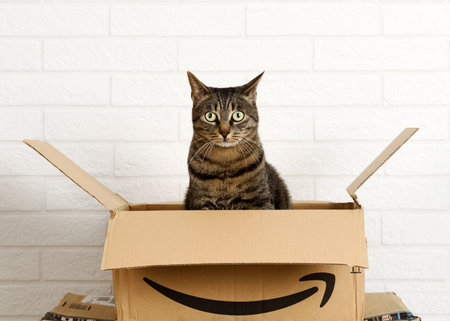 Cat inside Amazon cardboard box on white brick wall background. Bergamo, Italy, 5 march 2021.のeditorial素材