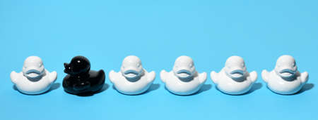 Black duck in a group of white ducks on blue backgroundの写真素材