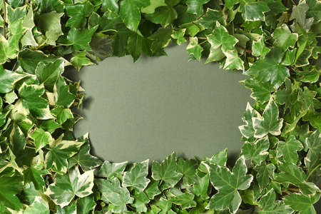 Frame of ivy branches on green backgroundの写真素材