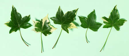 Arrangement of ivy leaves close upの写真素材