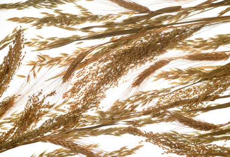 Arrangement of ripe oat, wheat and millet earsの写真素材