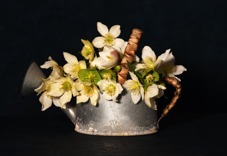 Arrangement of helleborus niger flowersの写真素材