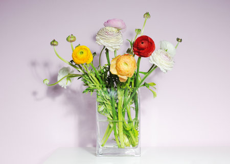 Vase with beautiful ranunculus flowersの写真素材