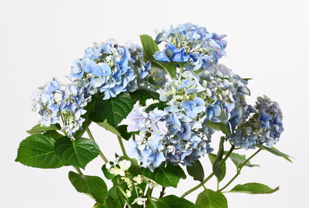 Beautiful blue hydrangea flowers on whiteの写真素材